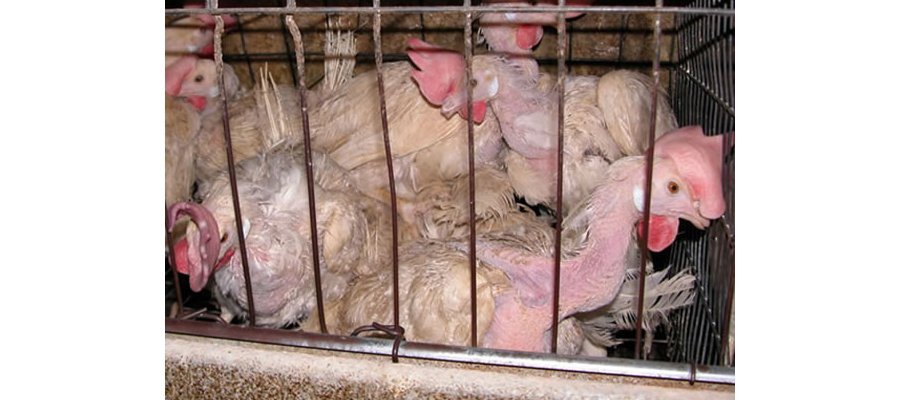 Image:« Le Vivre Ensemble » supprimé de Radio Libertaire pour « antispécisme »